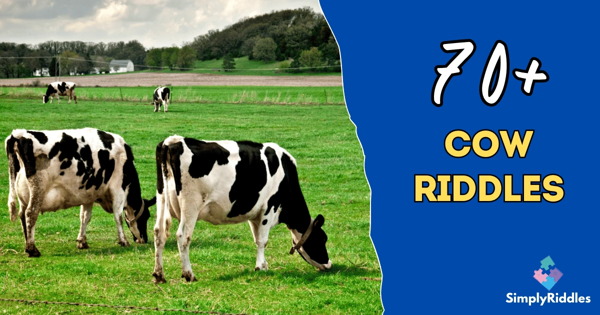 70+ Cow Riddles That Will Have You Moo ving Your Mind