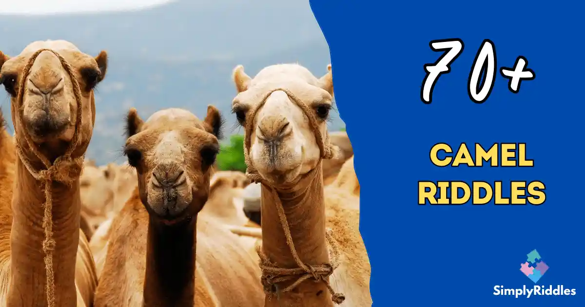 70+ Camel Riddles That Will Tickle Your Brain Ultimate Fun